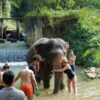 Krabi Jungle Tour & Elephant Package - Image 7