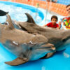 Discounted Admission Tickets - Image 2