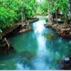 Canoeing in the mangrove forest, Krabi - Image 5