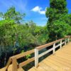 Canoeing in the mangrove forest, Krabi - Image 6